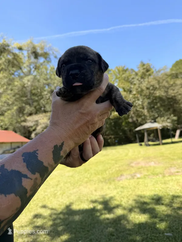 Gray – Cane Corso puppy for sale in Saint Augustine, FL