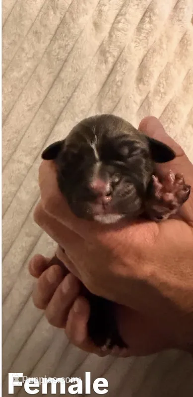 White – Cane Corso puppy for sale in Saint Augustine, FL
