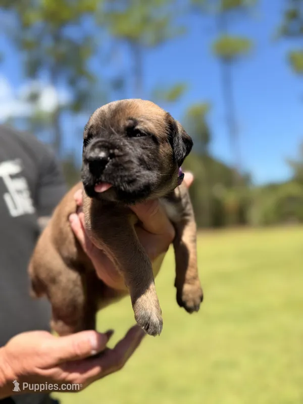 Purple – Cane Corso puppy for sale in Saint Augustine, FL
