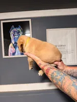 Yellow, a male Cane Corso for sale in Saint Augustine, FL – 3 of 8