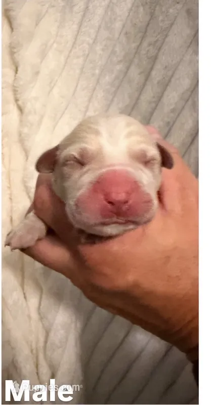 Red – Cane Corso puppy for sale in Saint Augustine, FL