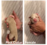 Pink Collar, a female Cane Corso for sale in Saint Augustine, FL – 1 of 1