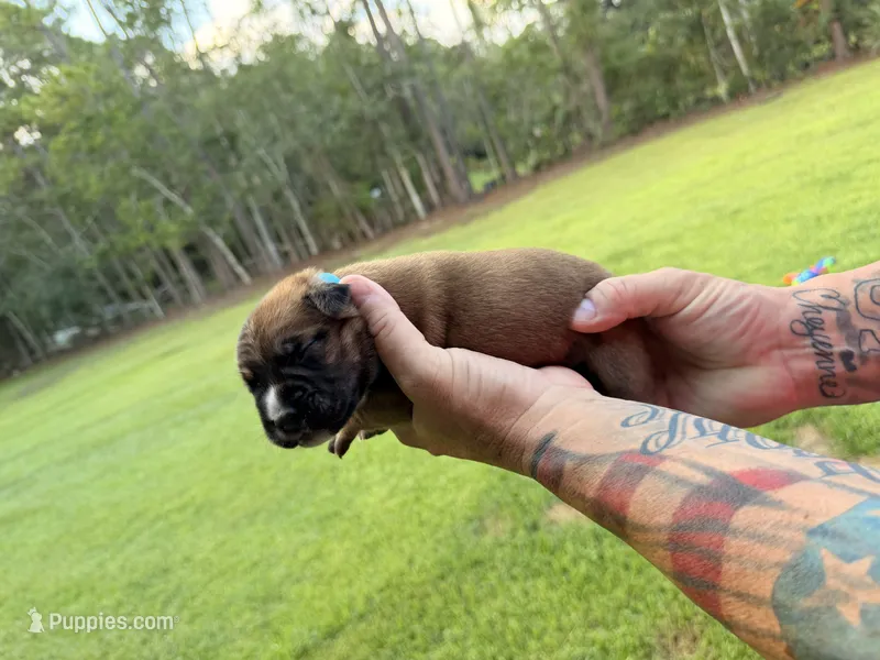 Light Blue – Cane Corso puppy for sale in Saint Augustine, FL