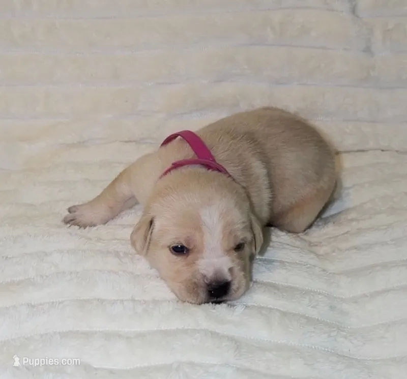 Magenta – Cane Corso puppy for sale in Saint Augustine, FL
