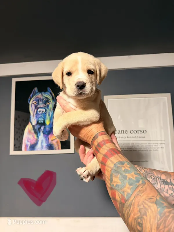 Pink  – Cane Corso puppy for sale in Saint Augustine, FL