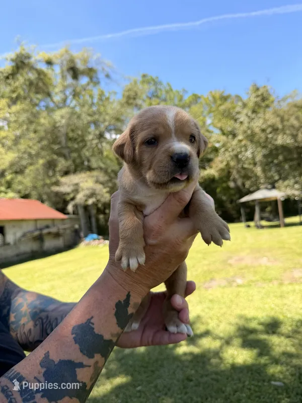 Dark Blue – Cane Corso puppy for sale in Saint Augustine, FL