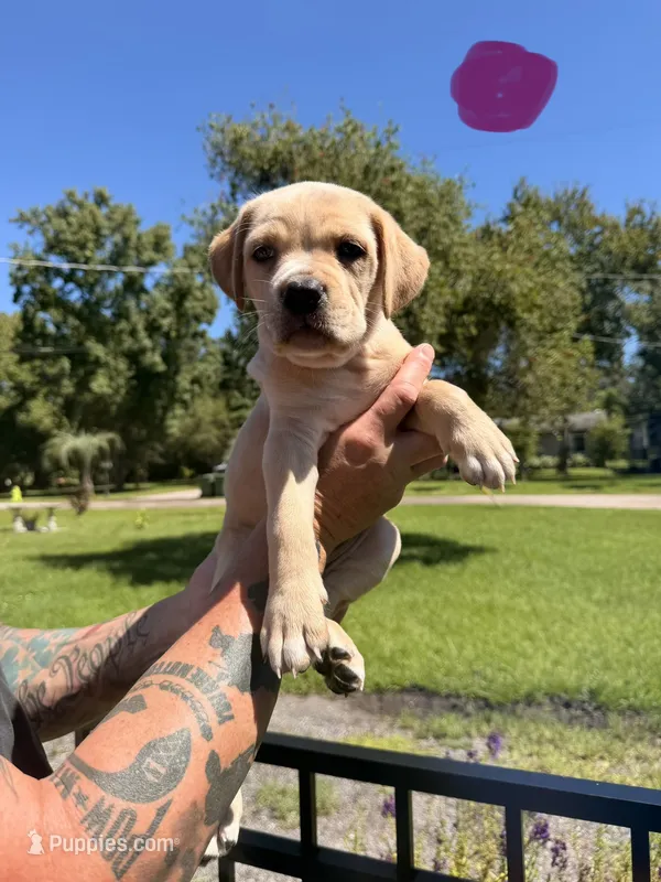 Dark Green – Cane Corso puppy for sale in Saint Augustine, FL