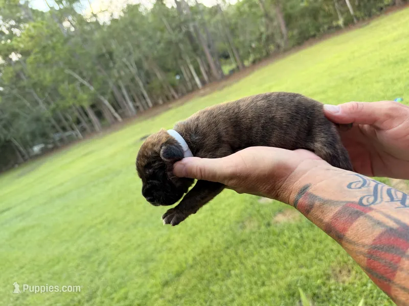 Gray – Cane Corso puppy for sale in Saint Augustine, FL