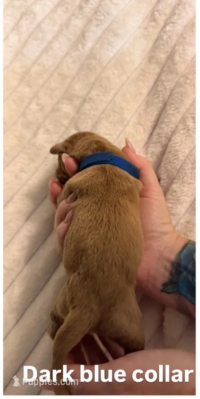 Dark Blue – Cane Corso puppy for sale in Saint Augustine, FL