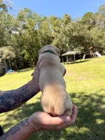 Dark Green, a female Cane Corso for sale in Saint Augustine, FL – 6 of 8