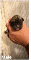 Orange , a male Cane Corso for sale in Saint Augustine, FL – 2 of 2