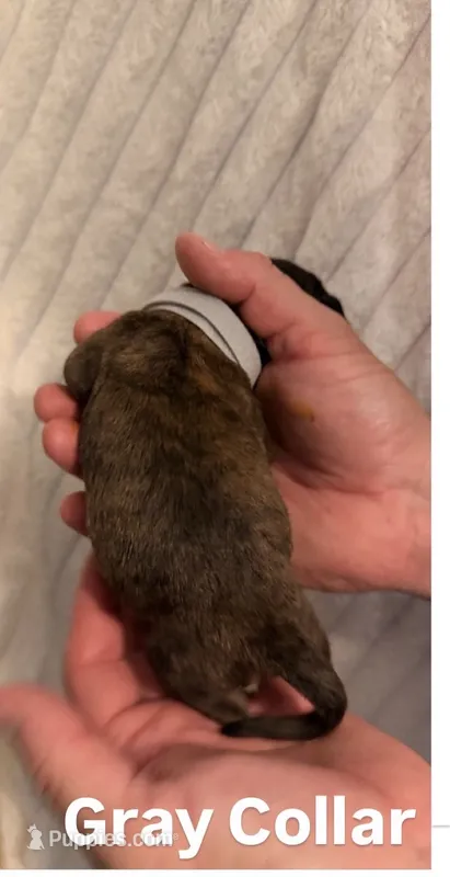 Gray – Cane Corso puppy for sale in Saint Augustine, FL