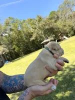 Dark Green, a female Cane Corso for sale in Saint Augustine, FL – 4 of 8