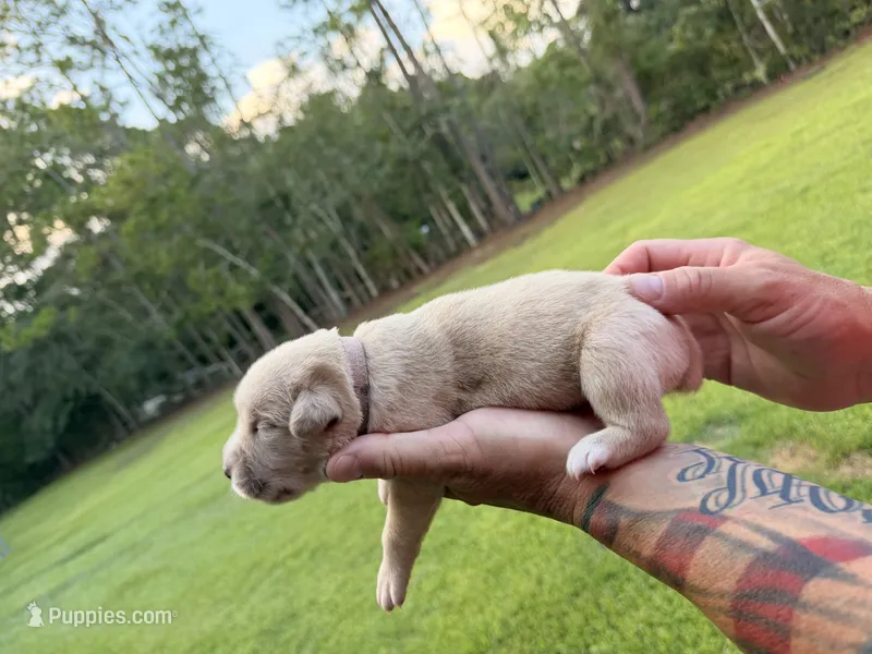 Pink  – Cane Corso puppy for sale in Saint Augustine, FL