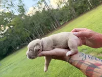 Pink , a female Cane Corso for sale in Saint Augustine, FL – 1 of 3