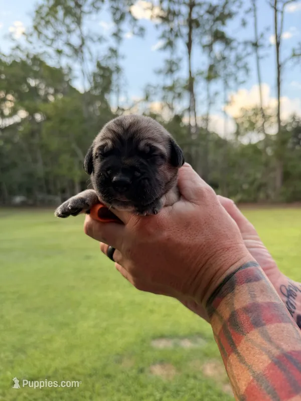 Orange  – Cane Corso puppy for sale in Saint Augustine, FL