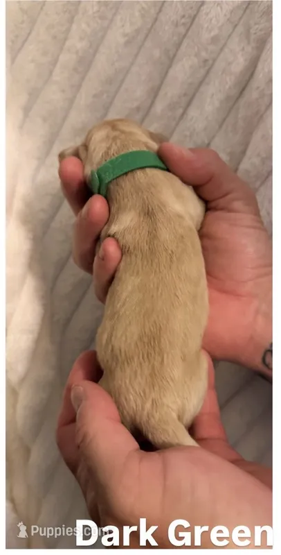 Dark Green – Cane Corso puppy for sale in Saint Augustine, FL