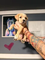Dark Green, a female Cane Corso for sale in Saint Augustine, FL – 2 of 8