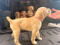 Pink, a female Cane Corso for sale in Saint Augustine, FL – 2 of 2