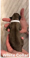 White, a female Cane Corso for sale in Saint Augustine, FL – 2 of 2