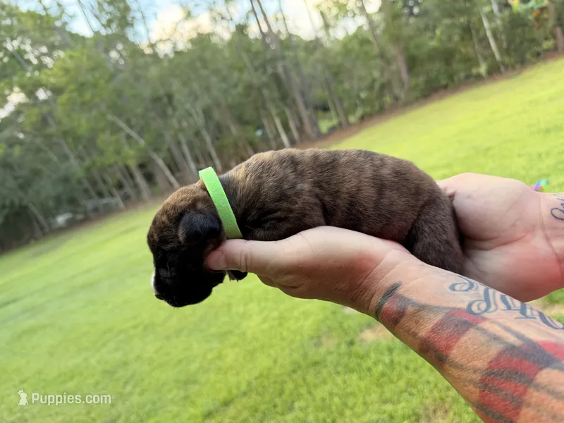 Lime Green – Cane Corso puppy for sale in Saint Augustine, FL