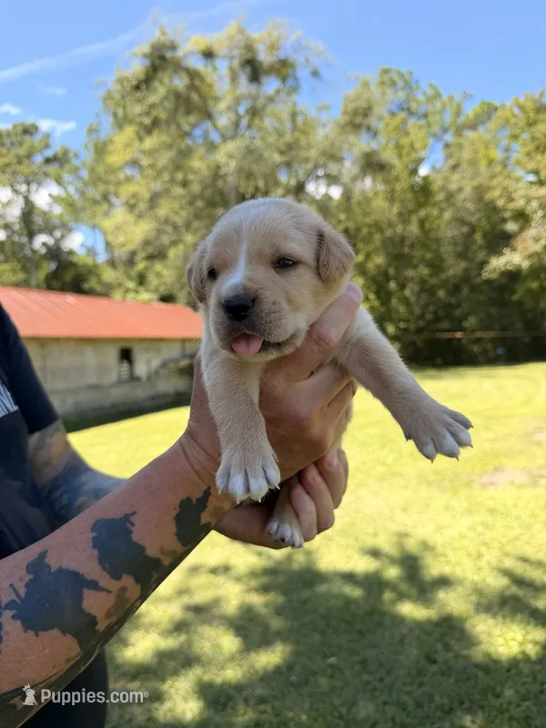 Yellow – Cane Corso puppy for sale in Saint Augustine, FL