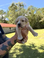 Yellow, a male Cane Corso for sale in Saint Augustine, FL – 4 of 8