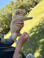 Yellow, a male Cane Corso for sale in Saint Augustine, FL – 5 of 8
