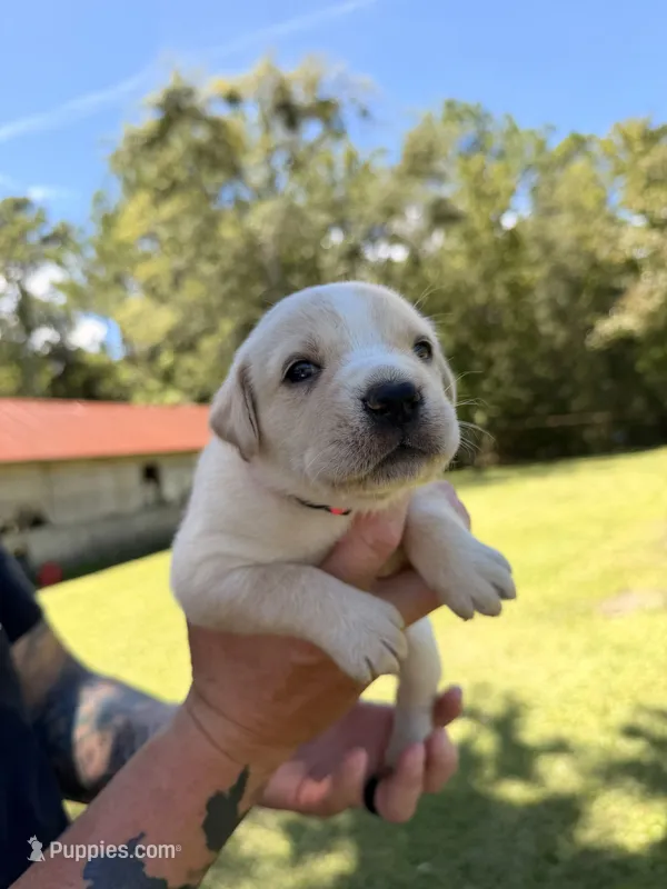 Magenta – Cane Corso puppy for sale in Saint Augustine, FL