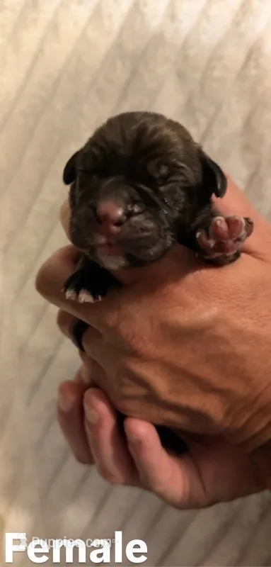 Purple – Cane Corso puppy for sale in Saint Augustine, FL