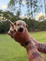 Yellow, a male Cane Corso for sale in Saint Augustine, FL – 7 of 8