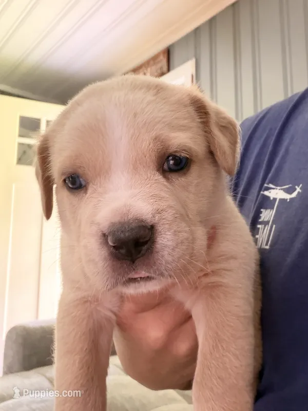 Red – Cane Corso puppy for sale in Saint Augustine, FL