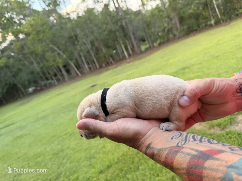 Black  – Cane Corso puppy for sale in Saint Augustine, FL