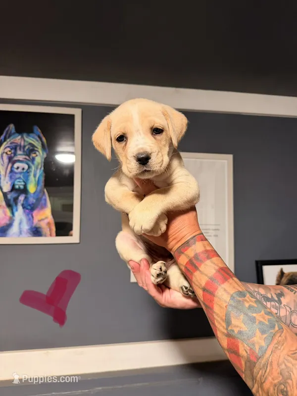 Magenta – Cane Corso puppy for sale in Saint Augustine, FL