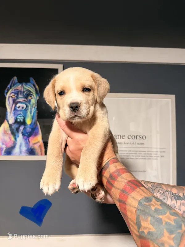 Red – Cane Corso puppy for sale in Saint Augustine, FL