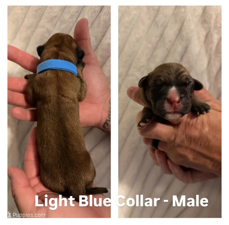 Light Blue – Cane Corso puppy for sale in Saint Augustine, FL