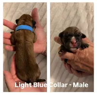 Light Blue, a male Cane Corso for sale in Saint Augustine, FL – 1 of 1