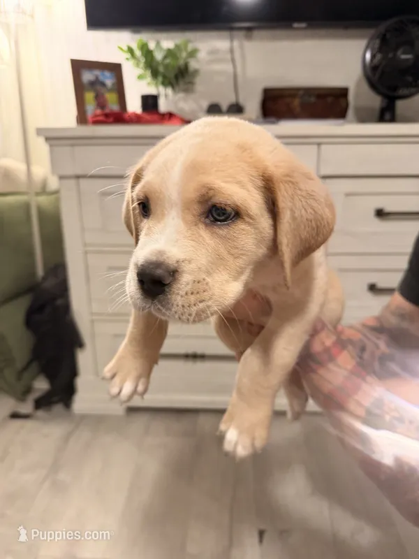 Red – Cane Corso puppy for sale in Saint Augustine, FL