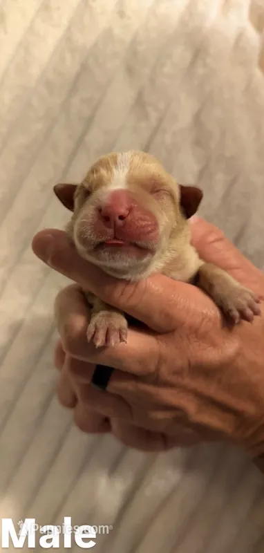 Yellow – Cane Corso puppy for sale in Saint Augustine, FL