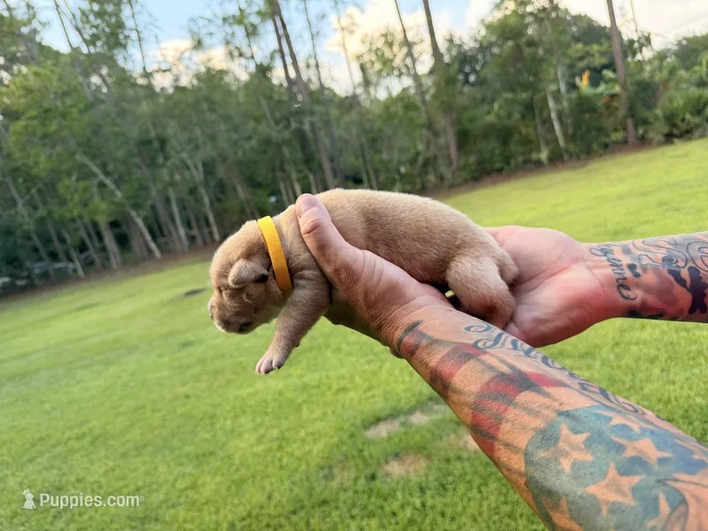 Yellow – Cane Corso puppy for sale in Saint Augustine, FL