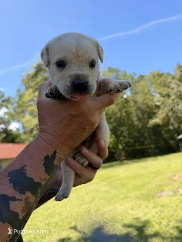 Black  – Cane Corso puppy for sale in Saint Augustine, FL