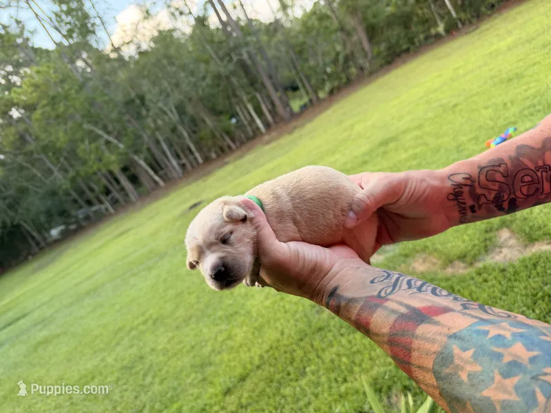 Dark Green – Cane Corso puppy for sale in Saint Augustine, FL