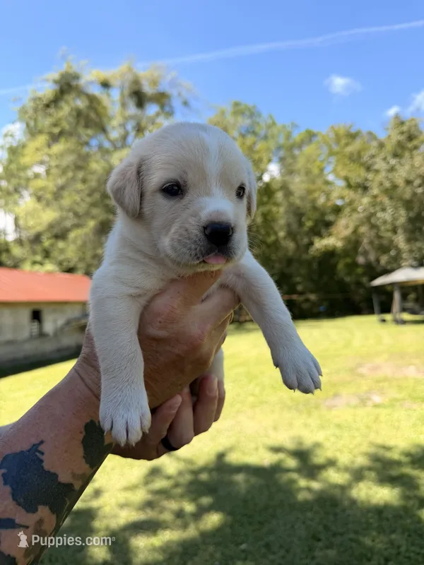 Pink  – Cane Corso puppy for sale in Saint Augustine, FL