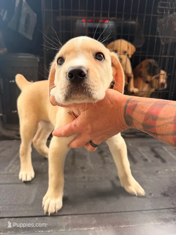 Pink – Cane Corso puppy for sale in Saint Augustine, FL