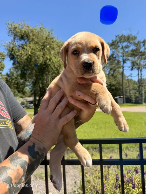 Yellow – Cane Corso puppy for sale in Saint Augustine, FL