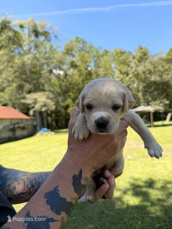 Dark Green – Cane Corso puppy for sale in Saint Augustine, FL