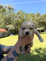 Dark Green, a female Cane Corso for sale in Saint Augustine, FL – 5 of 8