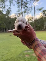 Pink , a female Cane Corso for sale in Saint Augustine, FL – 2 of 3
