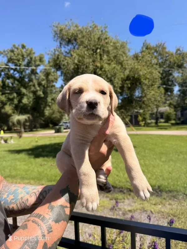 Magenta – Cane Corso puppy for sale in Saint Augustine, FL