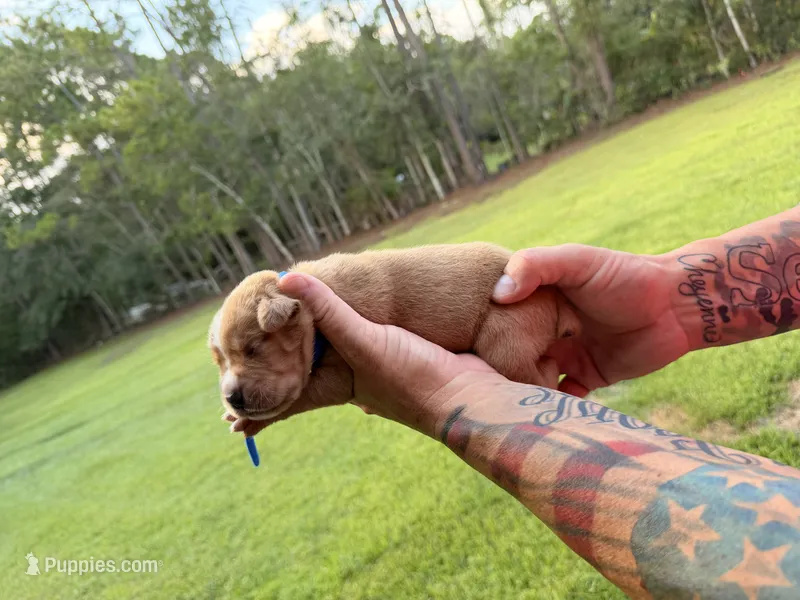 Dark Blue – Cane Corso puppy for sale in Saint Augustine, FL